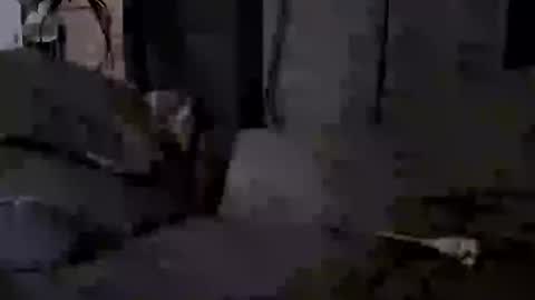 7lairddip online show from January 18, 9:33 am