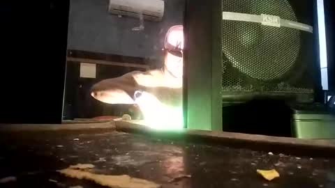 airoon91 online show from October 17, 8:51 am