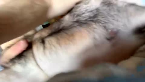 Alan online show from December 13, 2:27 pm