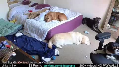 b1gbanana online show from December 25, 7:02 pm