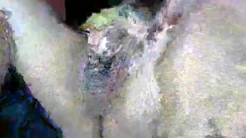 bigboybigbutt69 online show from November 15, 12:07 pm