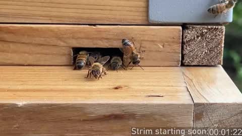 Booker Baxton online show from December 14, 4:08 am