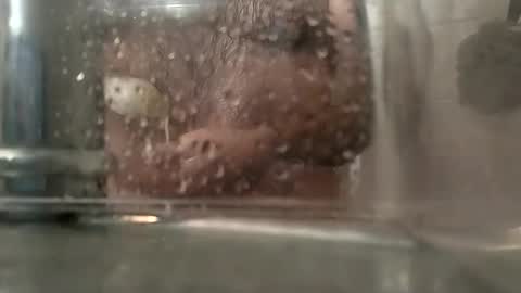 boredaf6678 online show from February 4, 11:59 pm