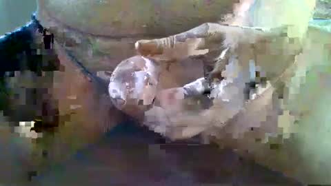 girafsnoop online show from November 22, 9:09 am