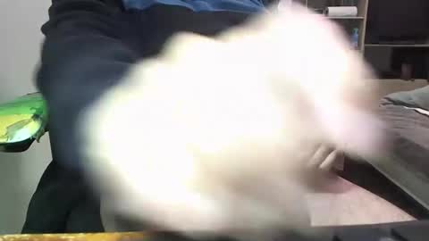 kinchan069 online show from January 22, 12:17 pm