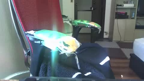 kinchan069 online show from February 5, 2:08 am