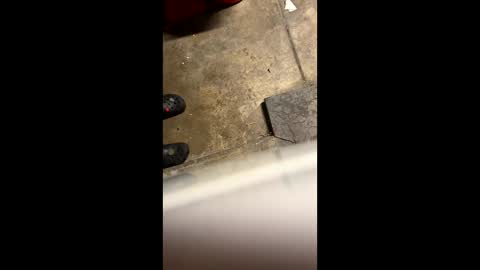 Little Tj online show from May 25, 4:29 am