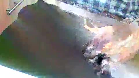 loboxavi online show from November 6, 2:42 pm