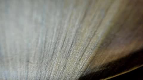 Niick online show from March 19, 2:15 am