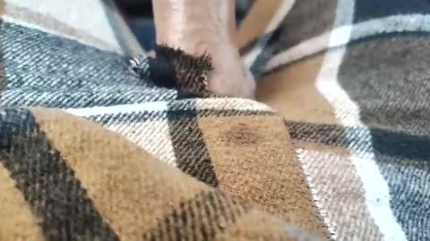 Sneaky Pete online show from November 2, 7:18 pm