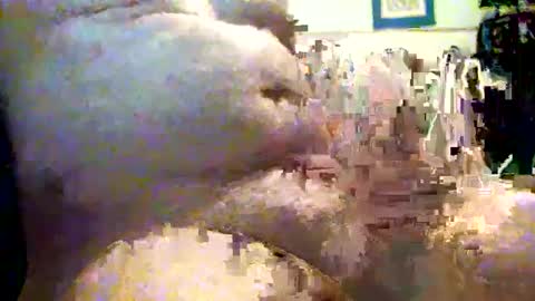 sparkybig127 online show from December 7, 4:25 pm