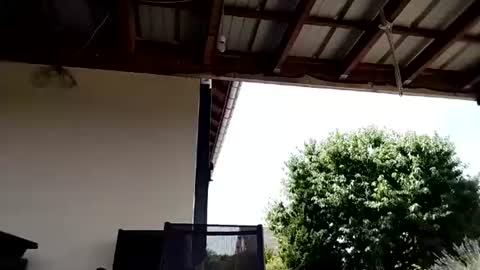 wasp75000 online show from July 7, 10:08 am