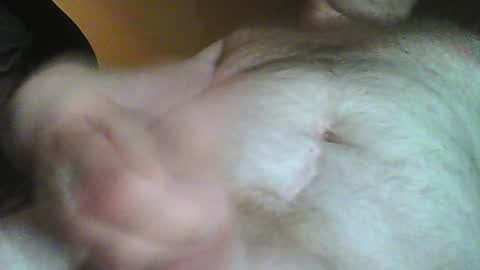 Willy Stroker online show from January 12, 6:49 pm