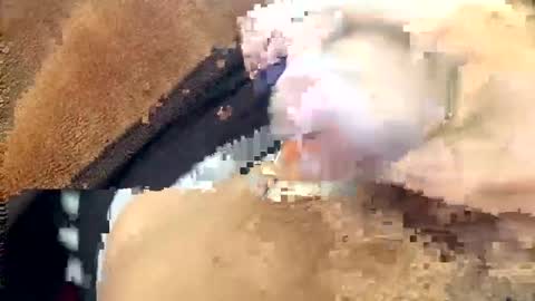 yamines online show from January 29, 12:35 pm