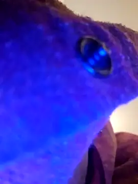 Armyexhibitionistvet online show from September 9, 8:58 am