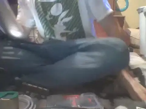 jaxx12369 online show from February 3, 3:49 pm