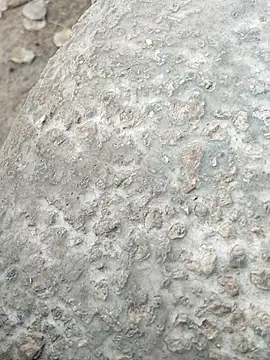 MAN MOHINI 21 online show from February 22, 9:43 am