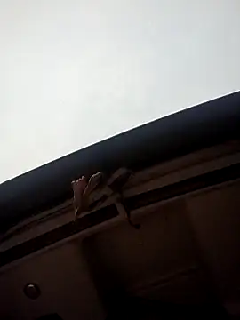 alexchir4 online show from December 16, 11:23 pm