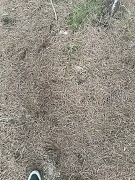 lavidadebry   online show from September 8, 3:00 pm