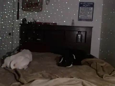 Buffshagswell online show from December 22, 8:47 pm