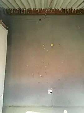 king kgosiey55 online show from March 23, 10:10 am