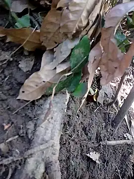 subaru8291 online show from November 5, 3:41 am