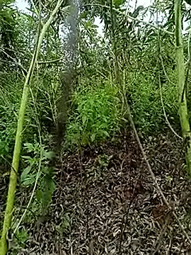 hdgggggg online show from January 10, 5:12 am