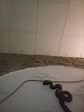 AllelicBerm online show from April 17, 11:40 pm