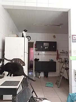 dinho carioca online show from February 13, 12:21 pm