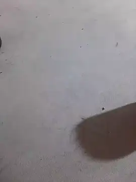 JuDilva8451 online show from November 21, 11:59 pm