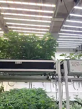 Akdecline online show from March 16, 6:12 pm