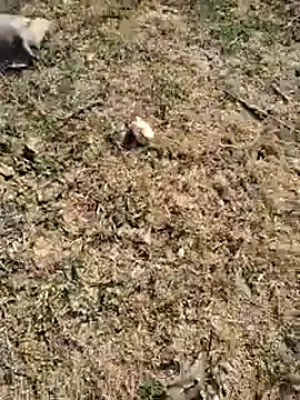 88zaifkhan88 online show from January 6, 4:27 am