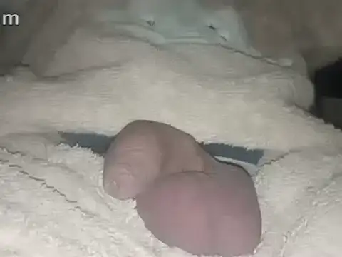 Snapshot of Bigdick666cm chatting on February 22, 3:45 am Bigdick666cm online show from February 22, 3:45 am