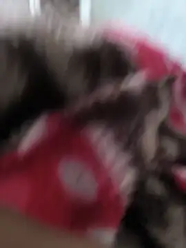 winterison online show from December 4, 3:02 am