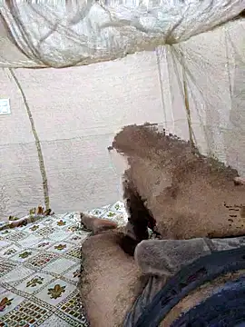 Kubera The Maharaj online show from September 20, 7:36 pm