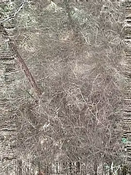 Gopal1243 online show from March 25, 1:20 am