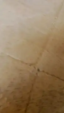 LULE37587001 online show from February 20, 6:26 am